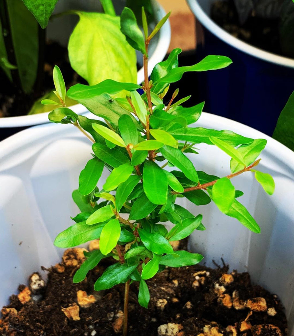 Patio Red Russian Dwarf Pomegranate Live Patio Fruit Tree