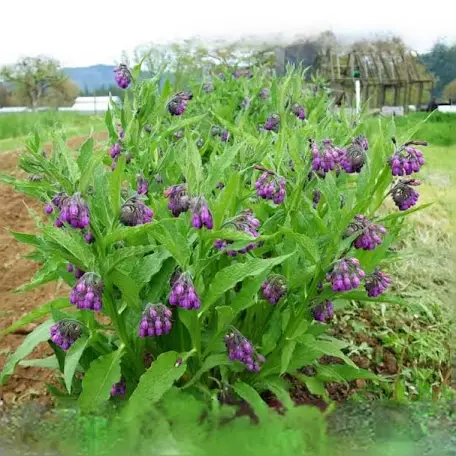 PREORDER Comfrey Bocking 4 Root