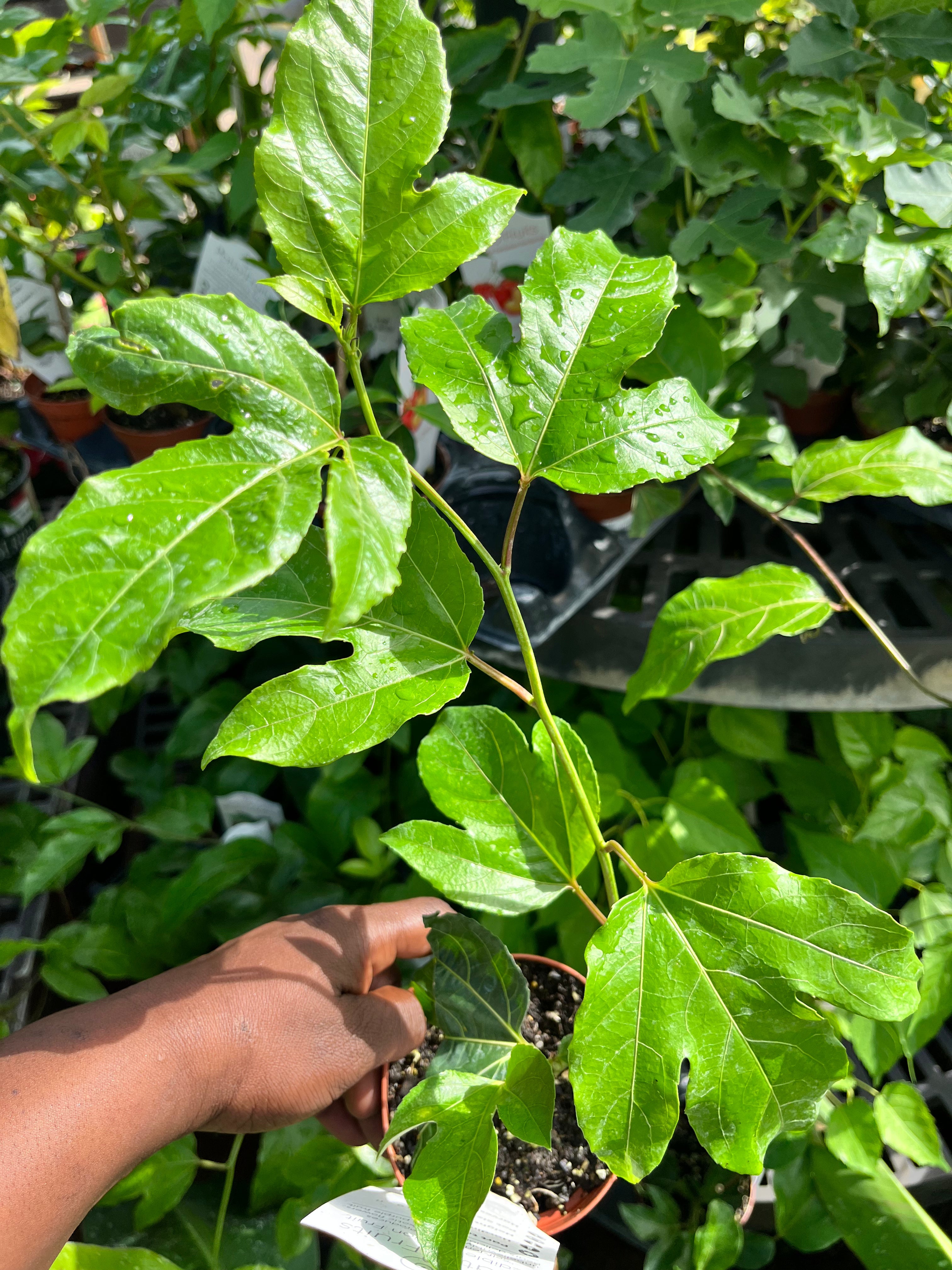 Patio Passion Vine