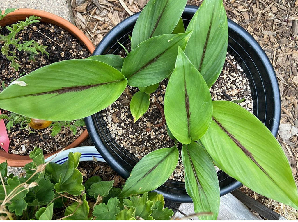 PREORDER Black Turmeric Live Plant