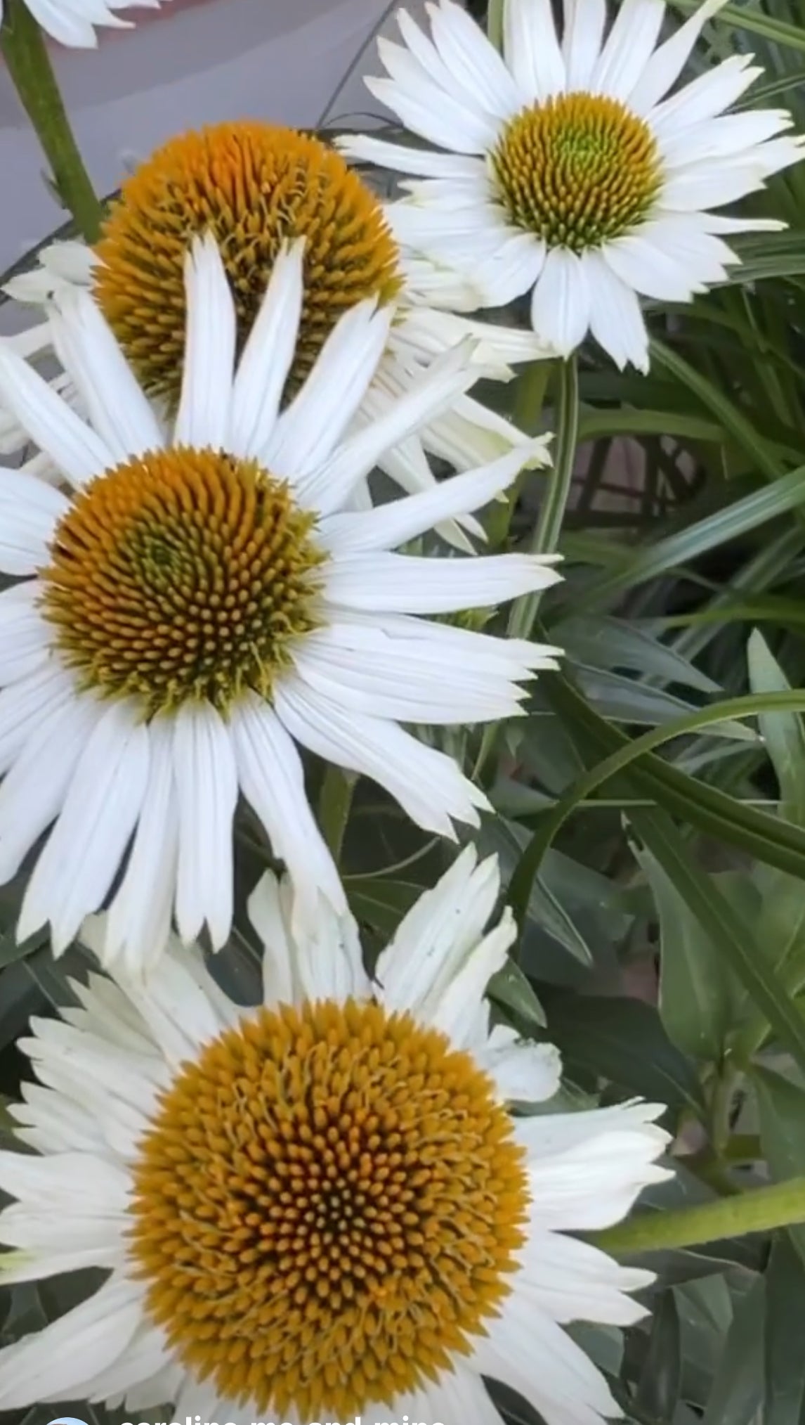 White Swan Echinacea Seeds
