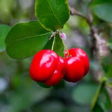 Patio Barbados Cherry Tree