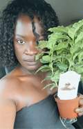 Patio Arabian Coffee Plant