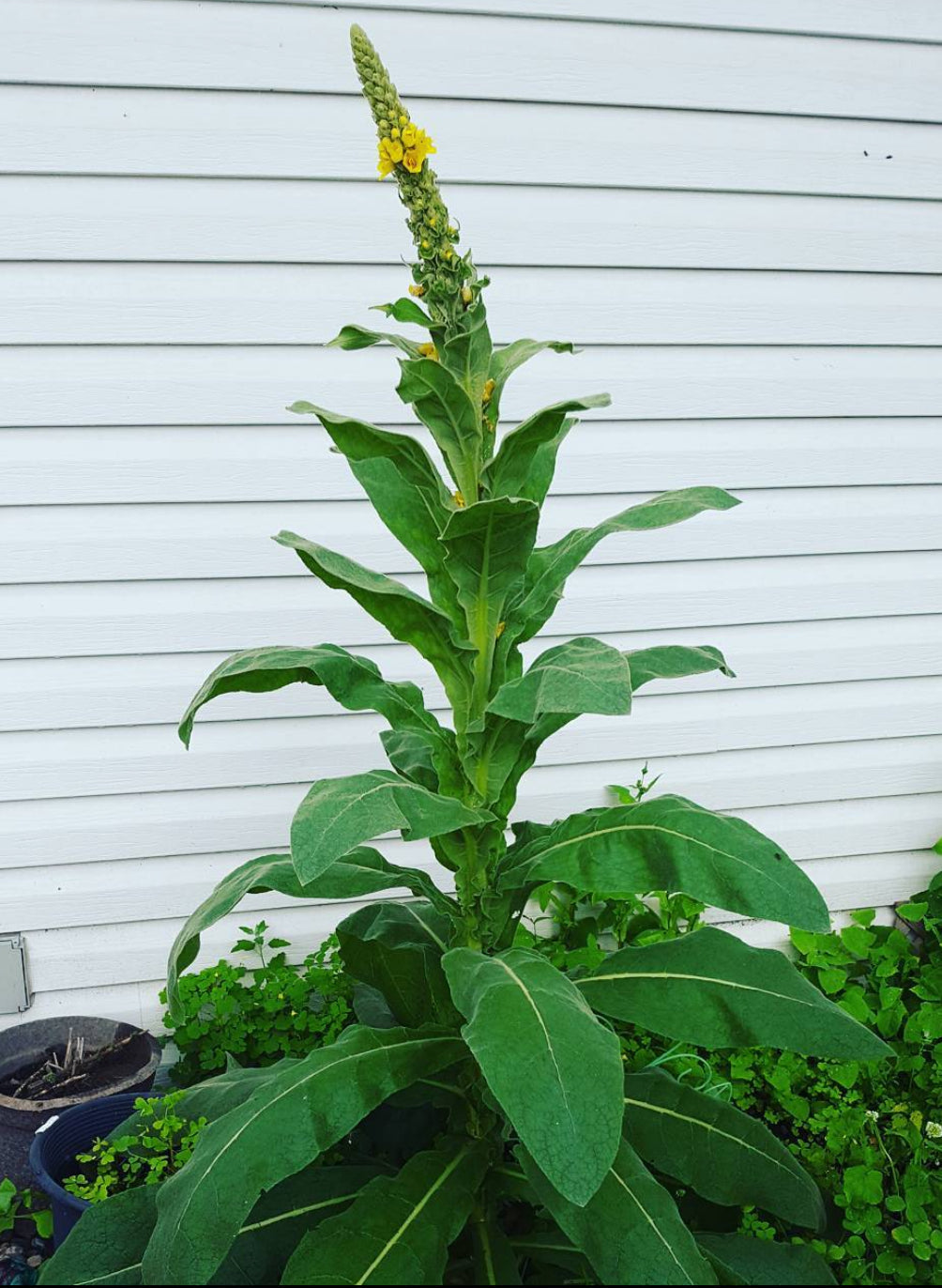 Mullein Seeds