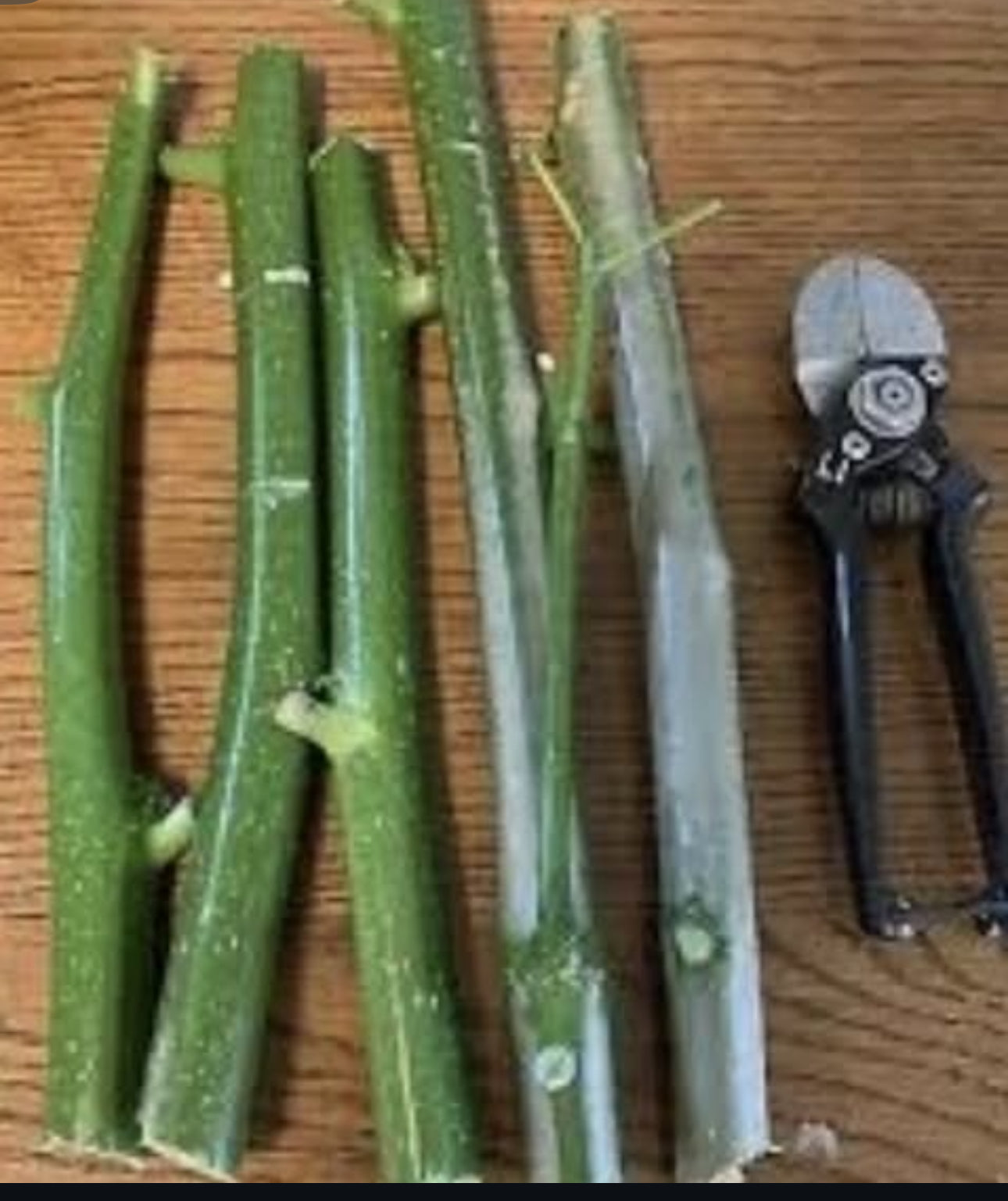 Chaya Cuttings