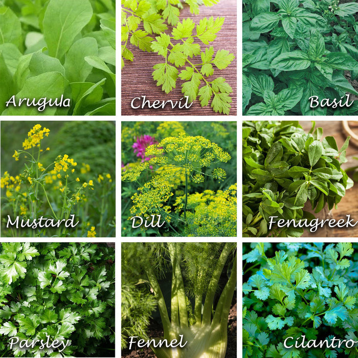 Edible Flower Mix Seeds