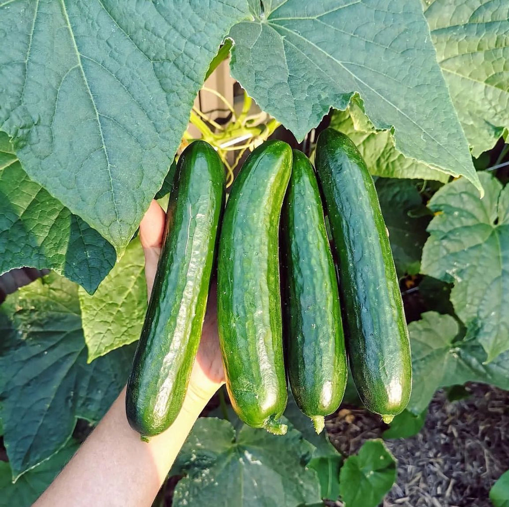 Beit Alpha Parthenocarpic Cucumber Seeds