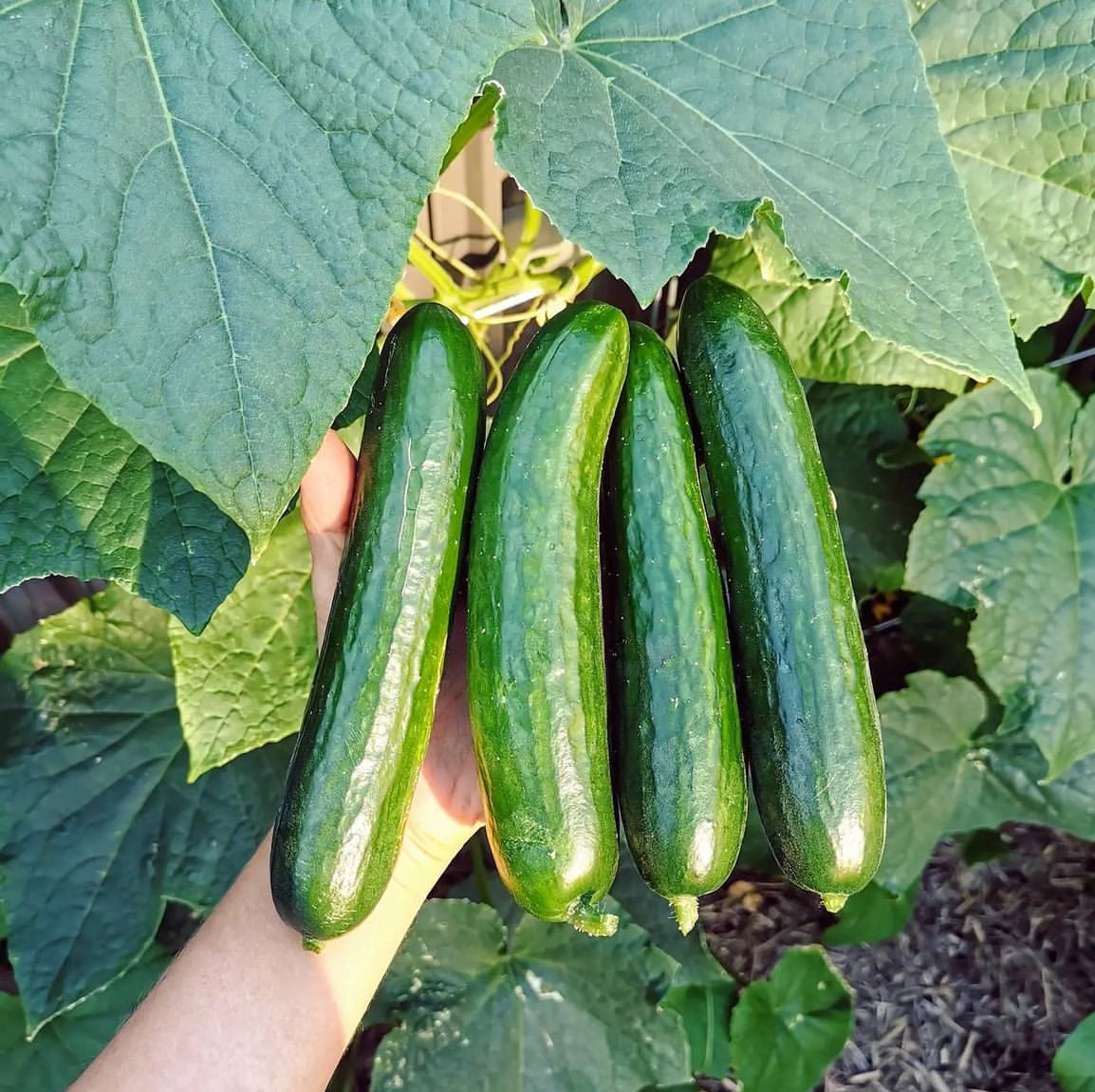Beit Alpha Parthenocarpic Cucumber Seeds