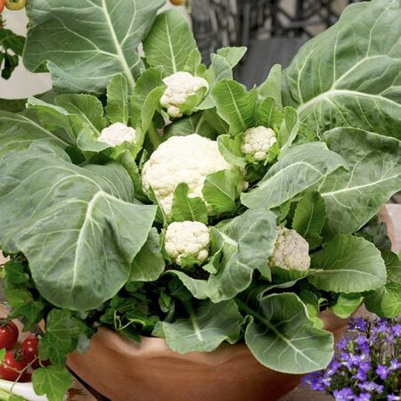 Multiheading Cauliflower Seeds