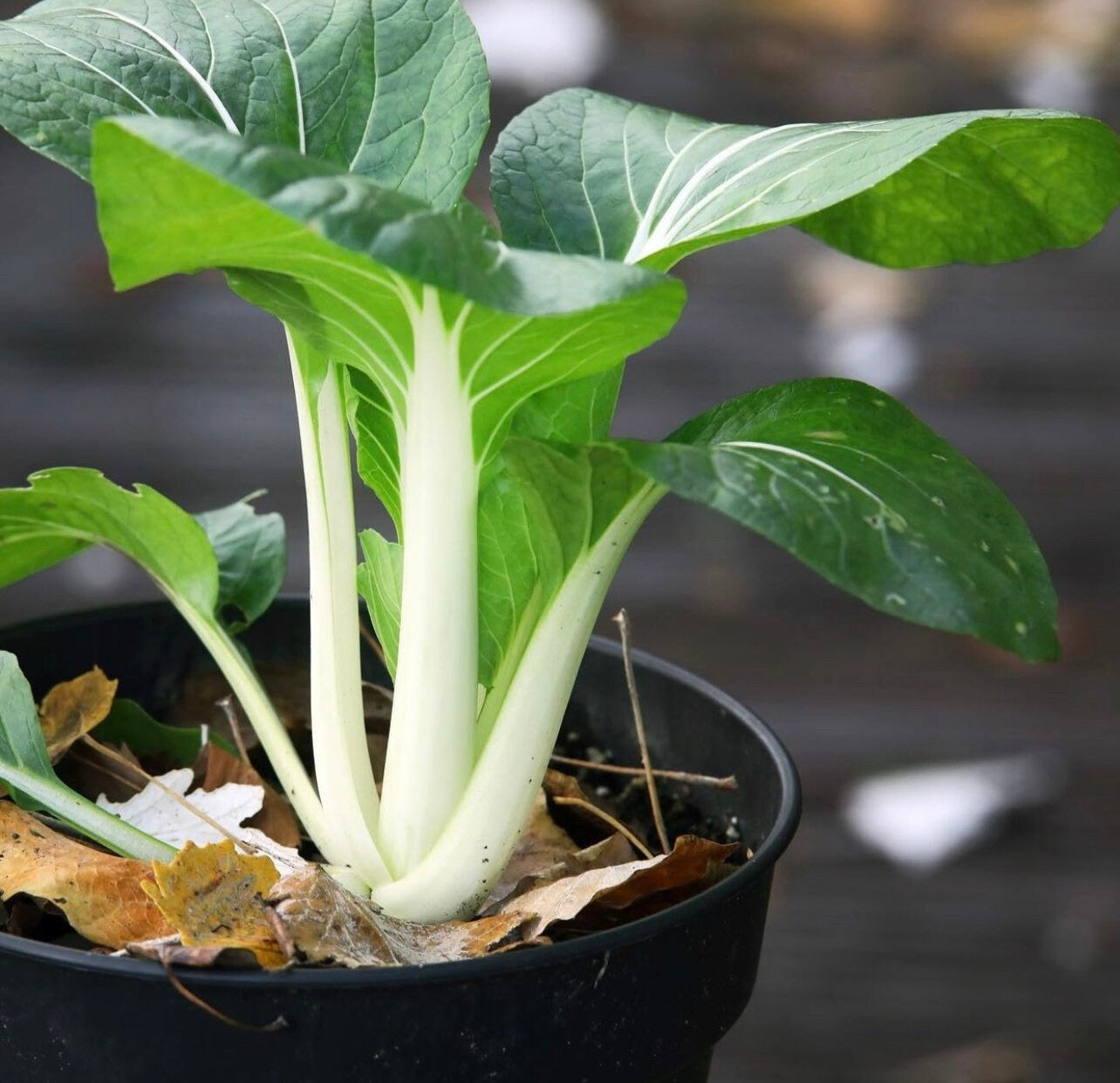 Hotau Pak Choi Cabbage Seeds