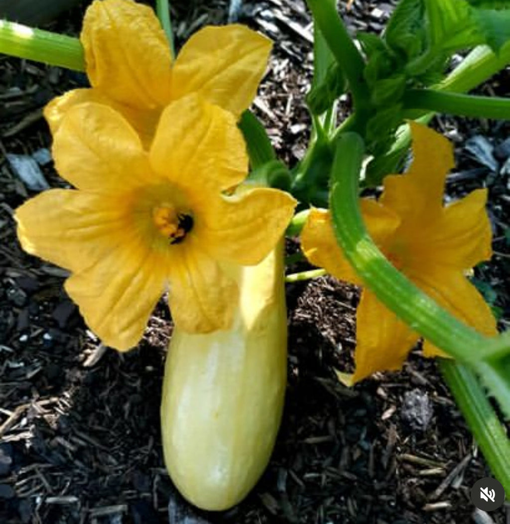 Early Prolific Straightneck Squash Heirloom Seeds