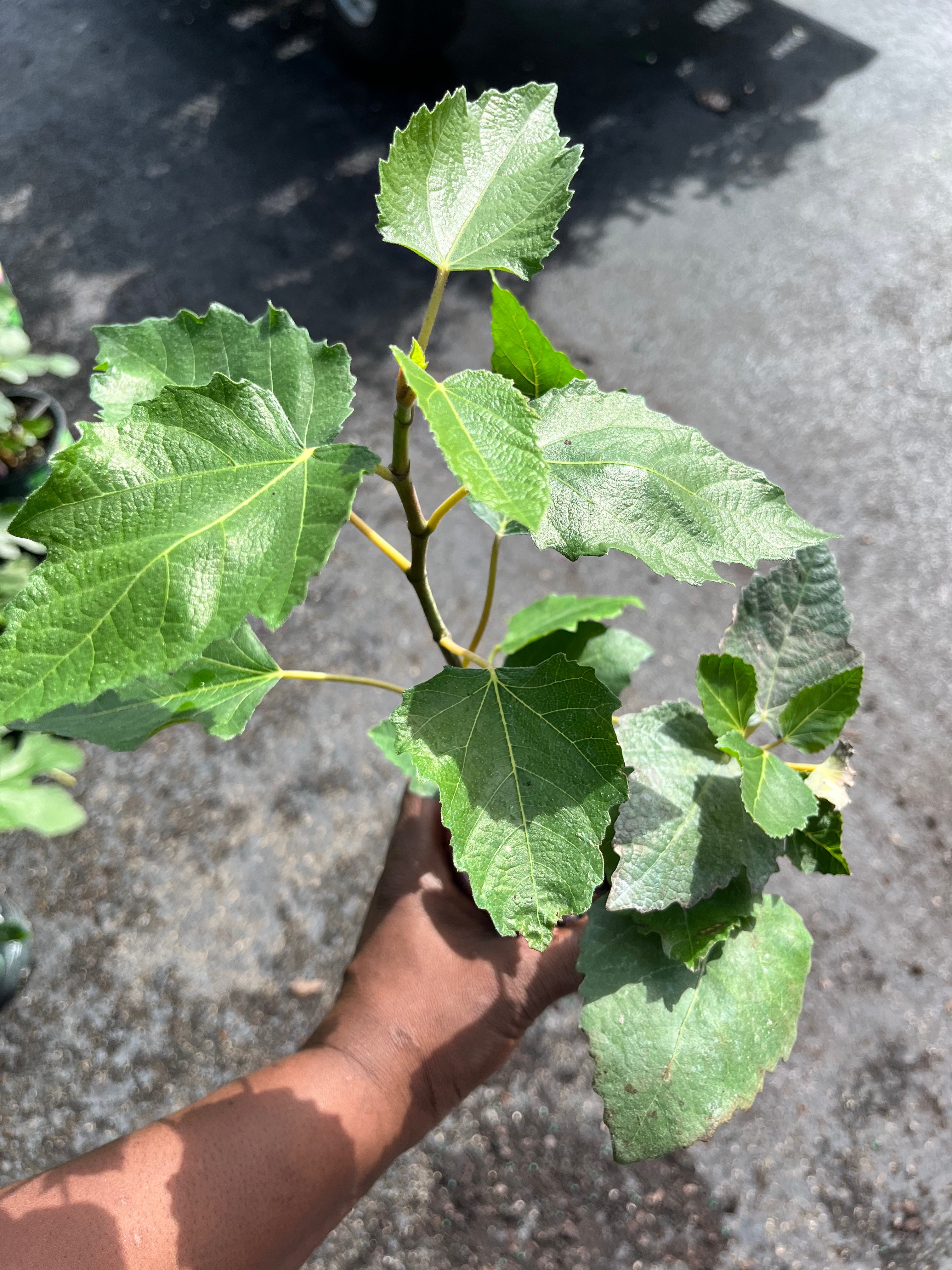 Patio Sized Hardy Fig Tree