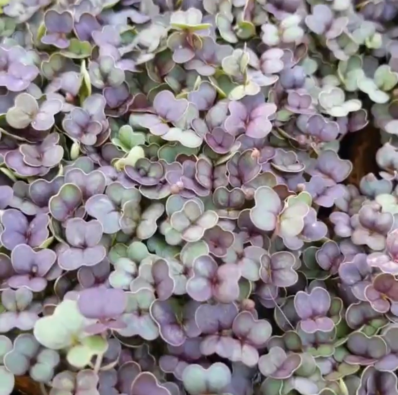 Purple Gem Pak Choi Cabbage Seeds