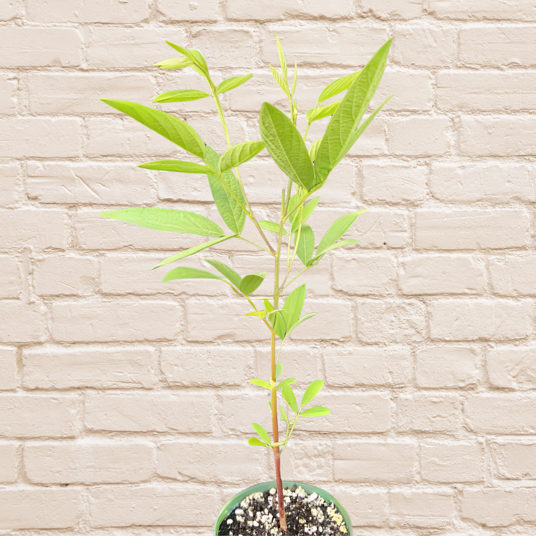 PREORDER Rainbow Pigeon Pea Plant