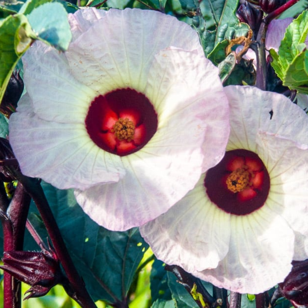 PREORDER Hibiscus Roselle Trio