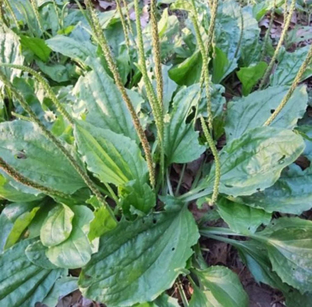 PREORDER Plantain Live Plant