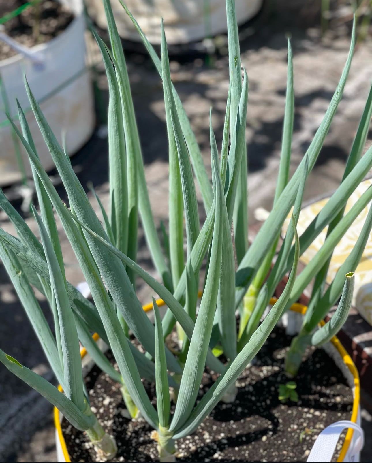 Ishikira Winter Long Bunching Onion Heirloom Seeds