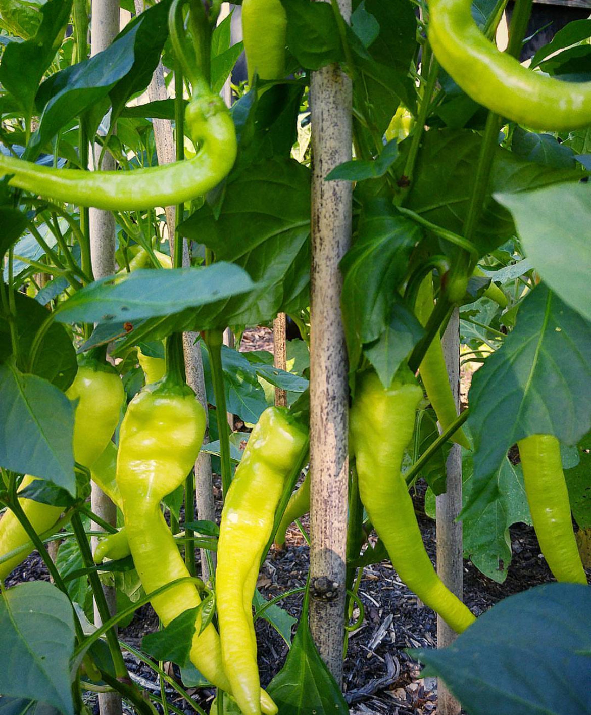 Hungarian Yellow Sweet Wax Pepper Heirloom Seeds