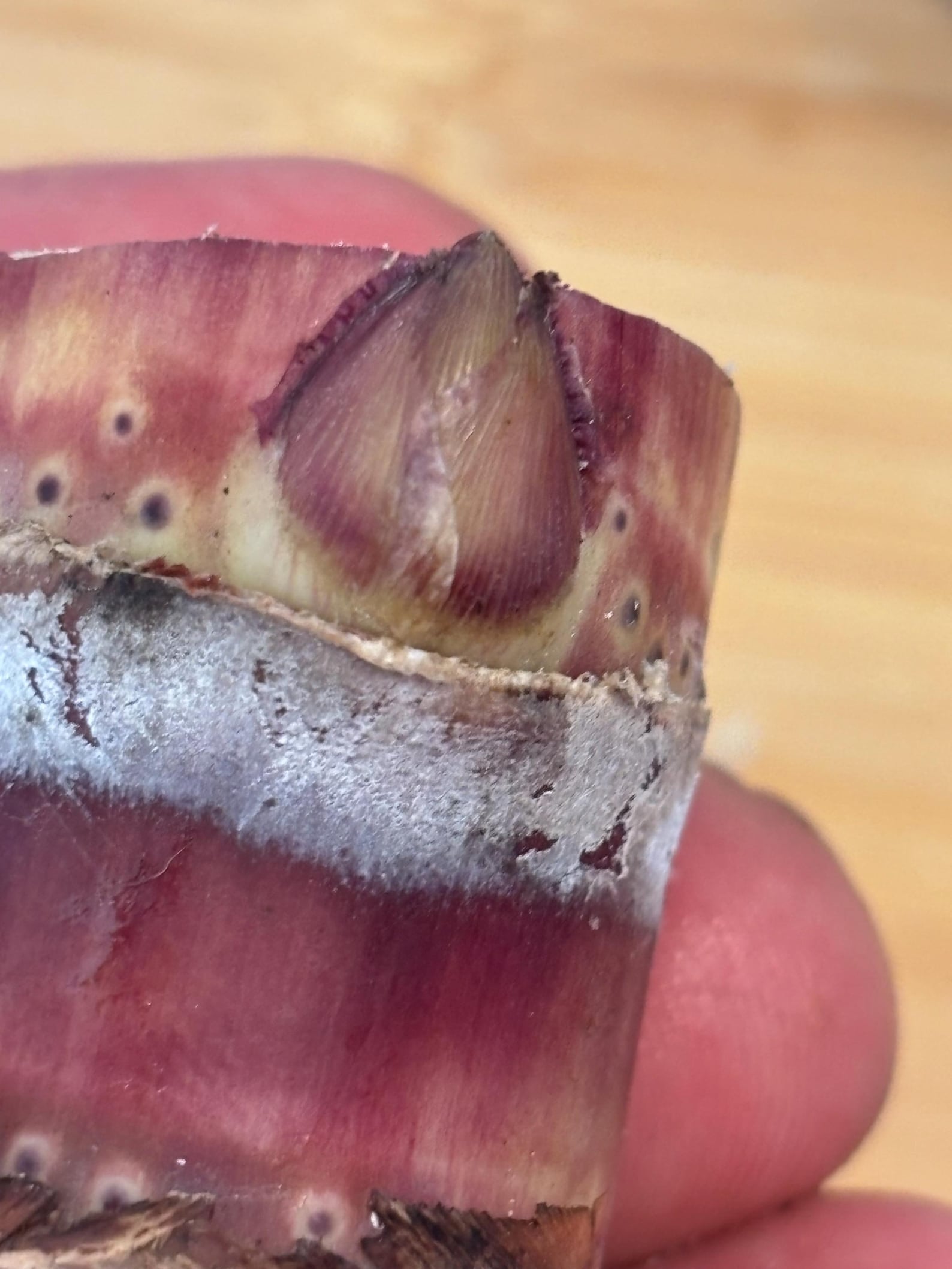 PREORDER Rooted Sugar Cane Nodes for Planting
