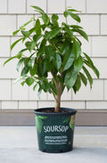 Sirsak Ratu Soursop Tree — 1 Gallon