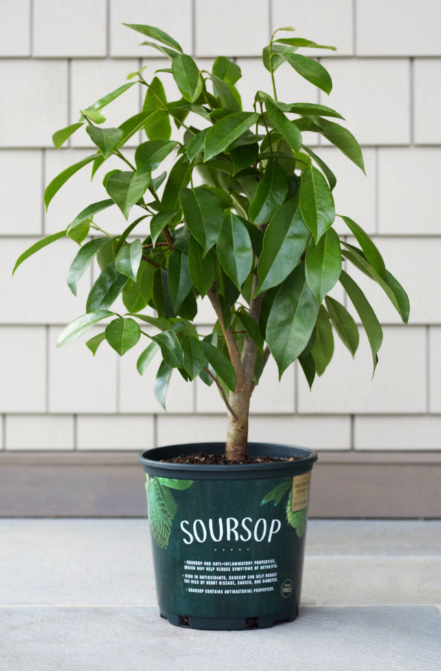 Soursop Tree 2.25 Gallon