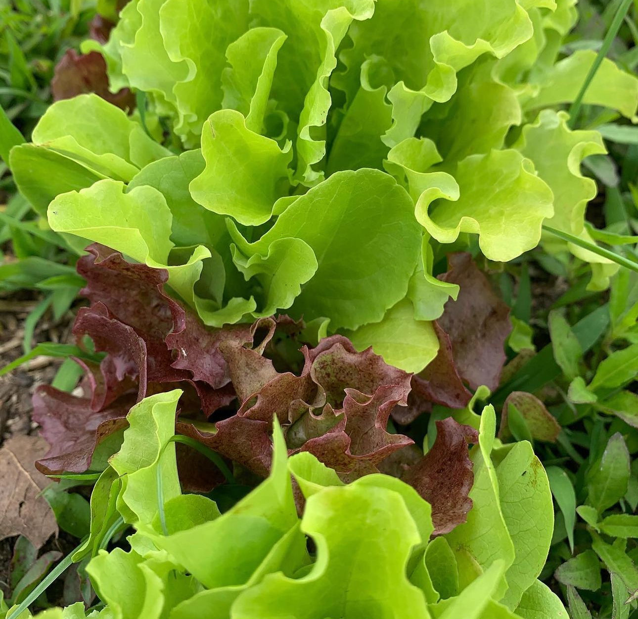 Heatwave Lettuce Heirloom Mix Seeds