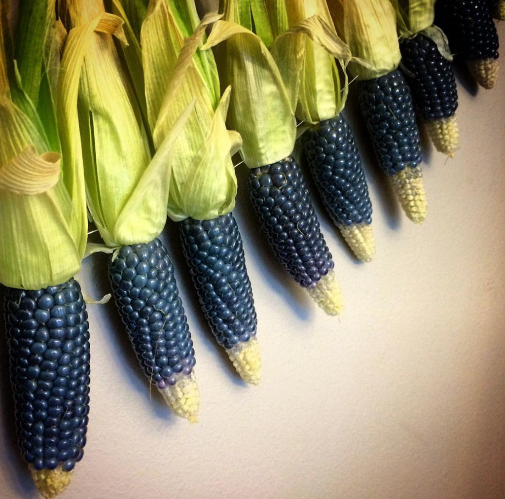 Miniature Blue Popcorn Seeds