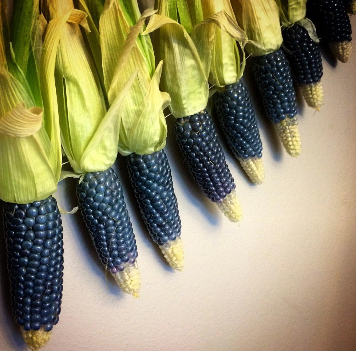 Miniature Blue Popcorn Seeds