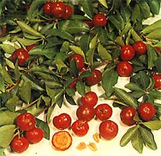 Patio Barbados Cherry Tree