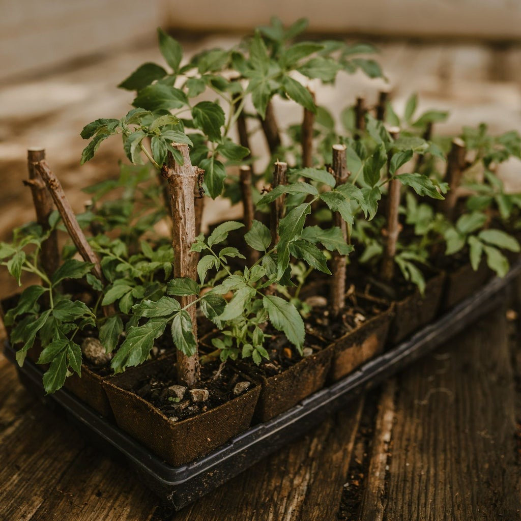 Rooted Elderberry Plants