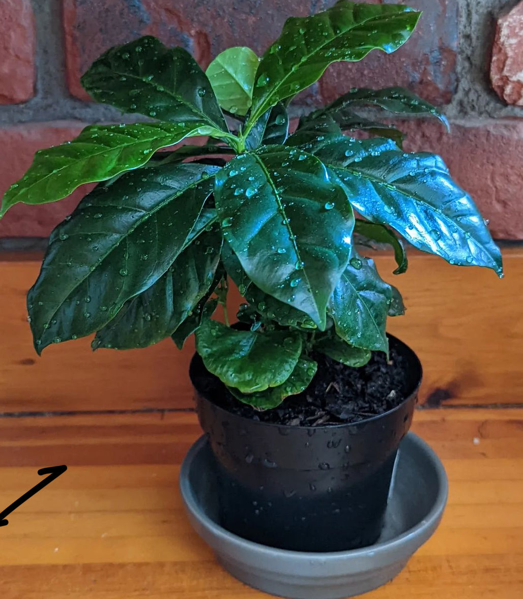 Patio Arabian Coffee Plant