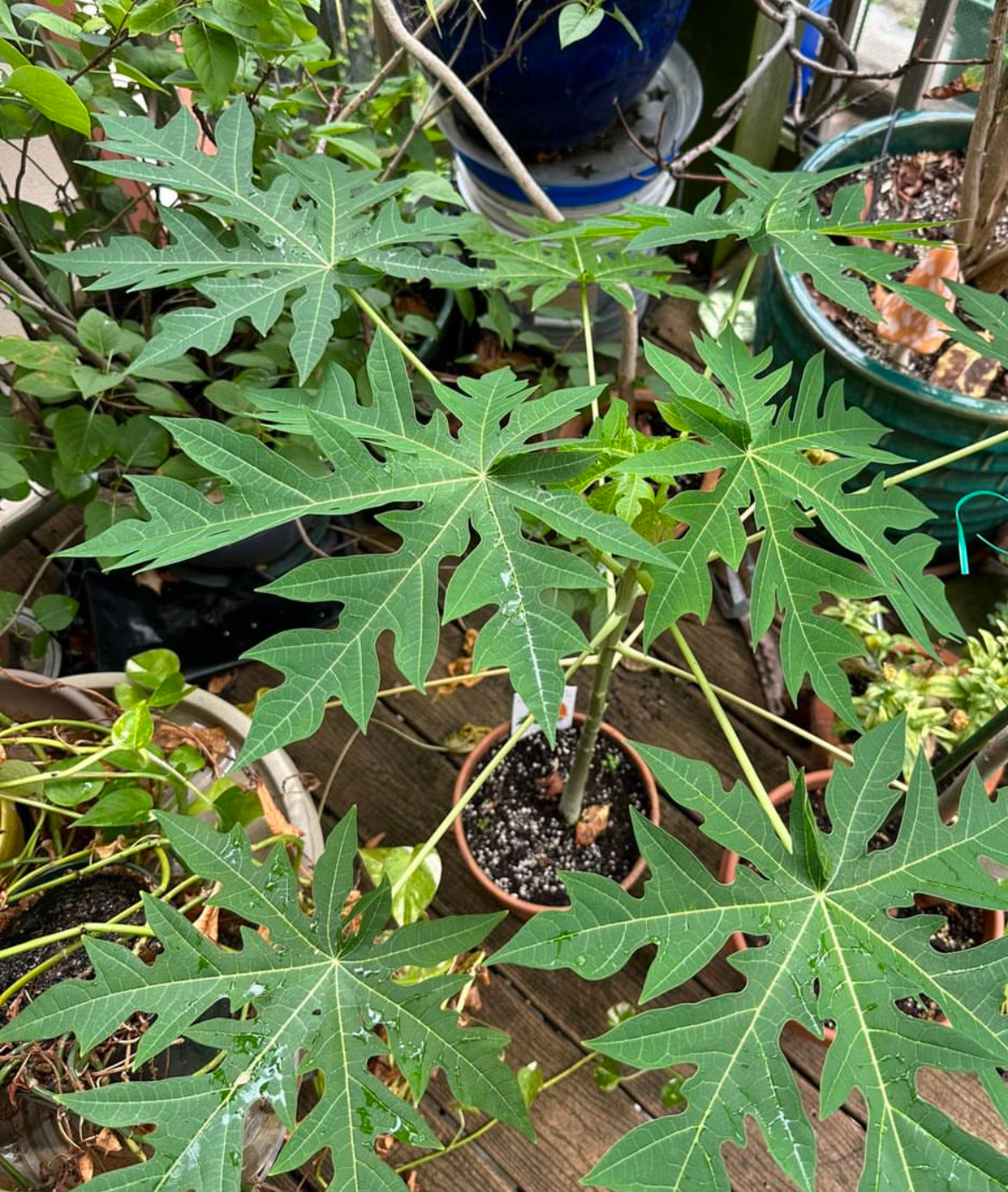 Patio Dwarf Papaya