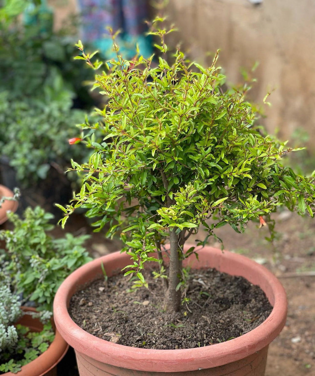 Patio Red Russian Dwarf Pomegranate Live Patio Fruit Tree