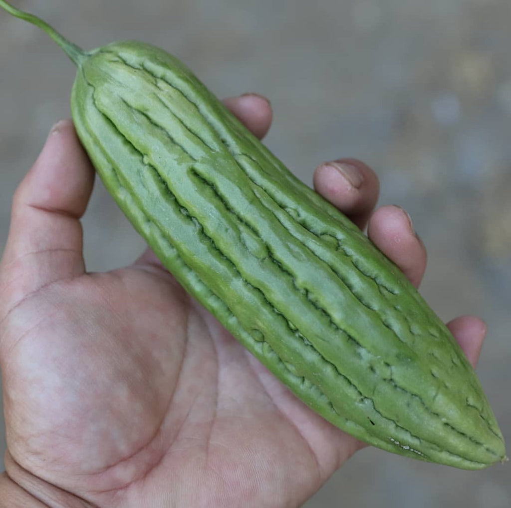 Mara Bitter Melon Seeds