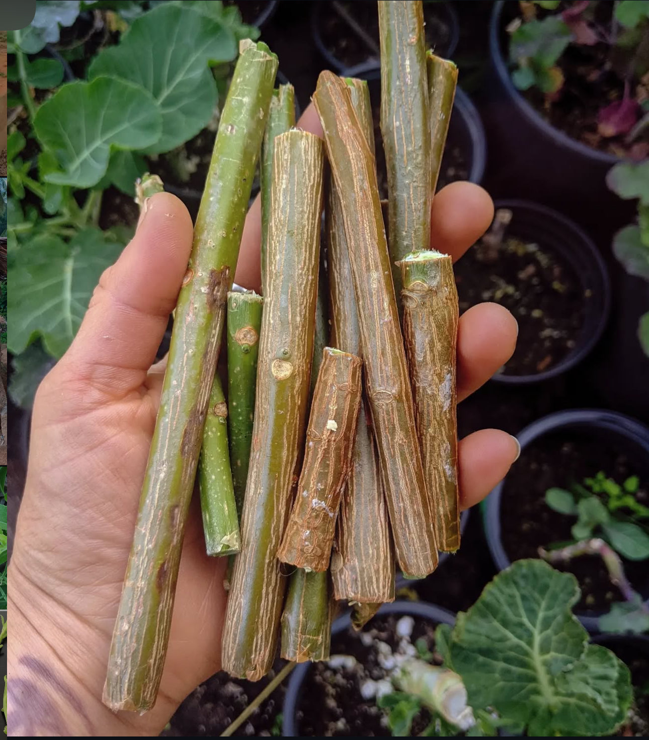 Chaya Cuttings