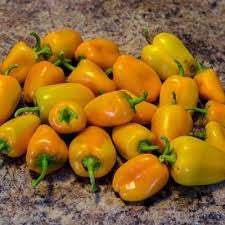 Mini Yellow Sweet Bell Pepper Heirloom Seeds