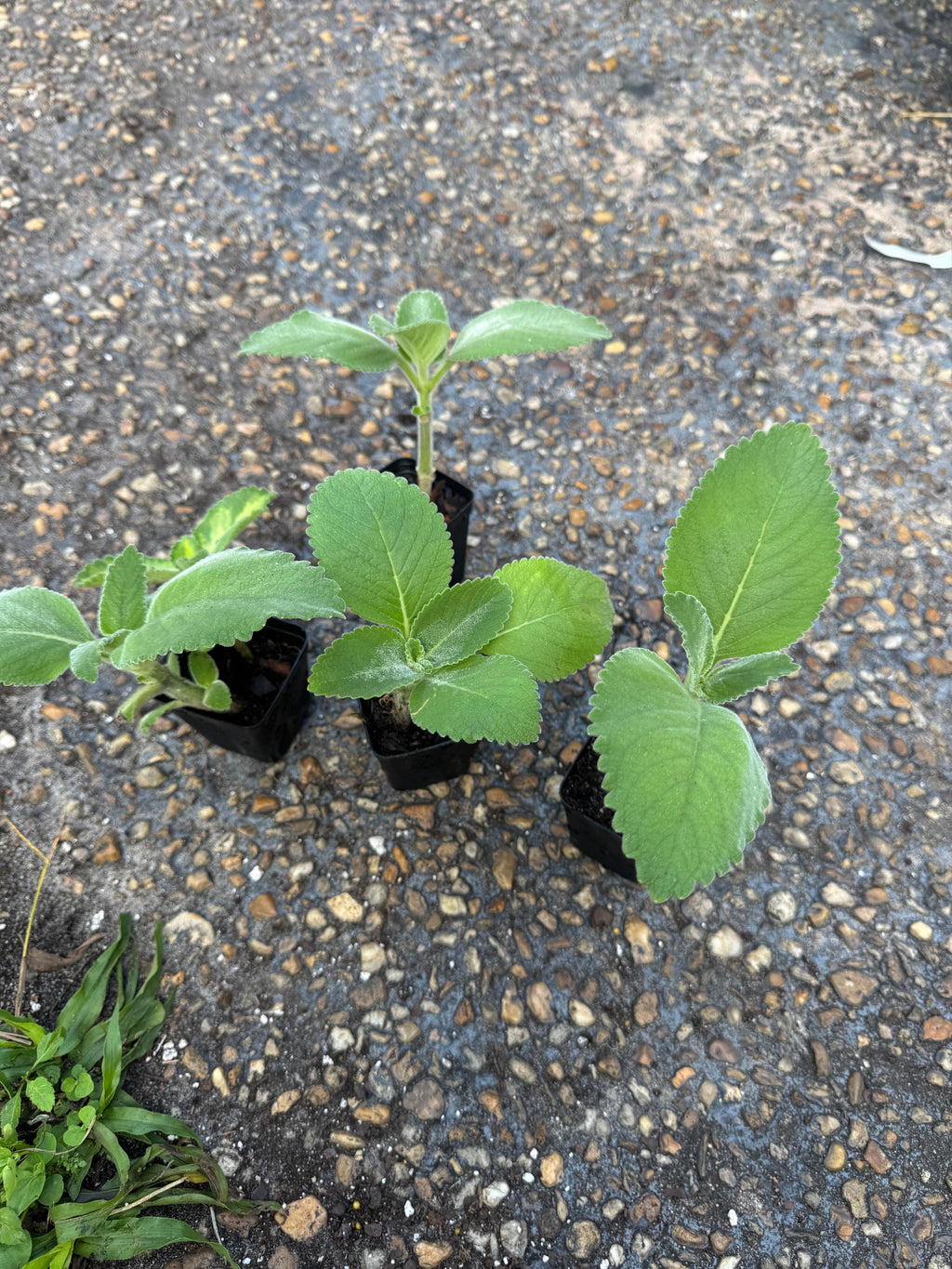 Rooted Cuban Oregano Plant
