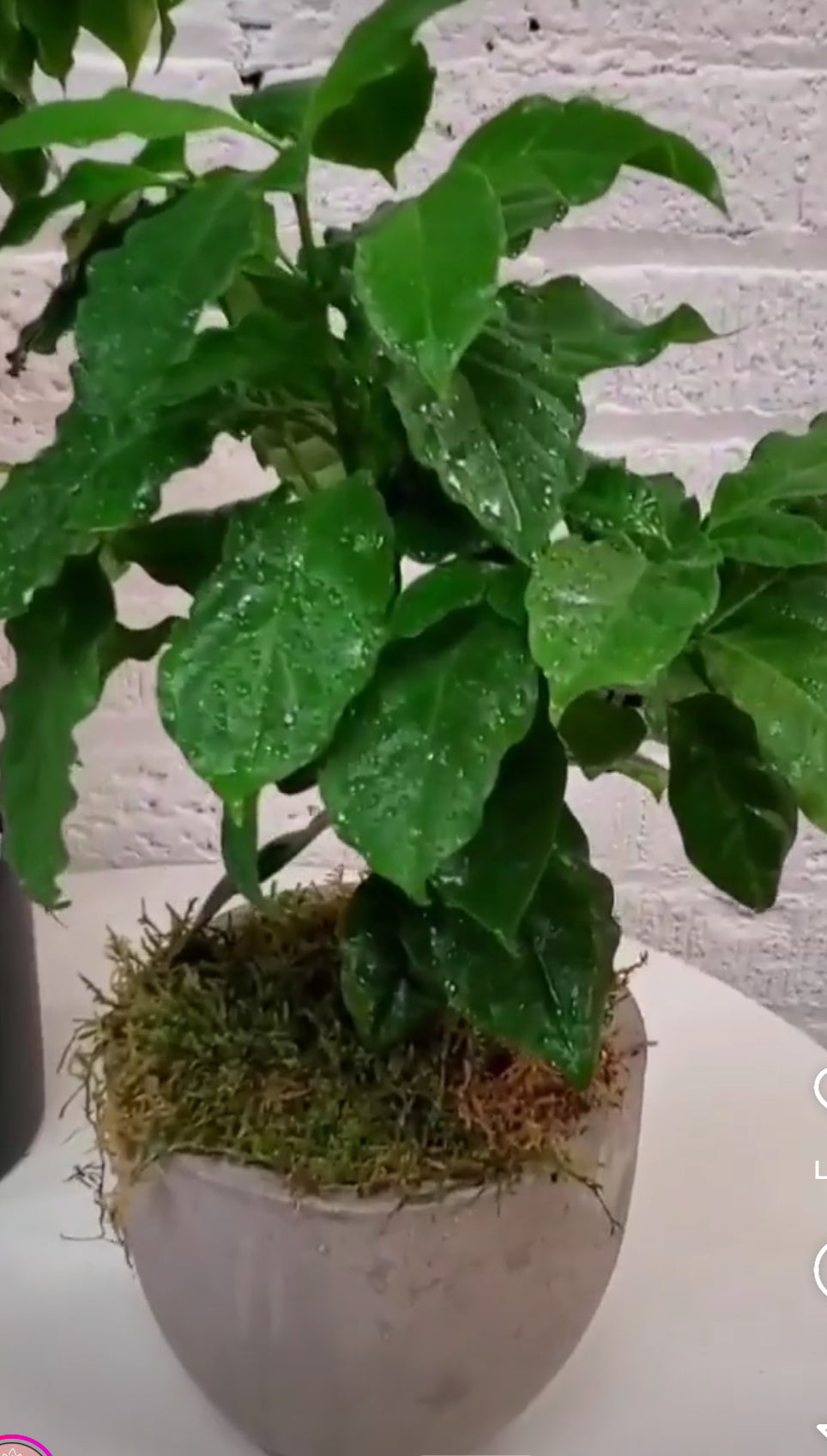 Patio Arabian Coffee Plant
