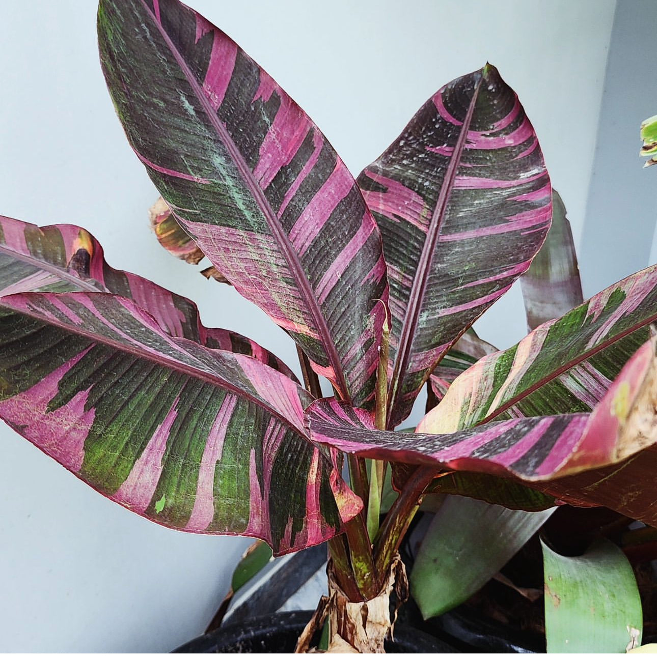 Banana Pink Musa "No No" variegated aka "NoNo" TC Plantlet: In Vitro