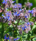 Borage Seeds