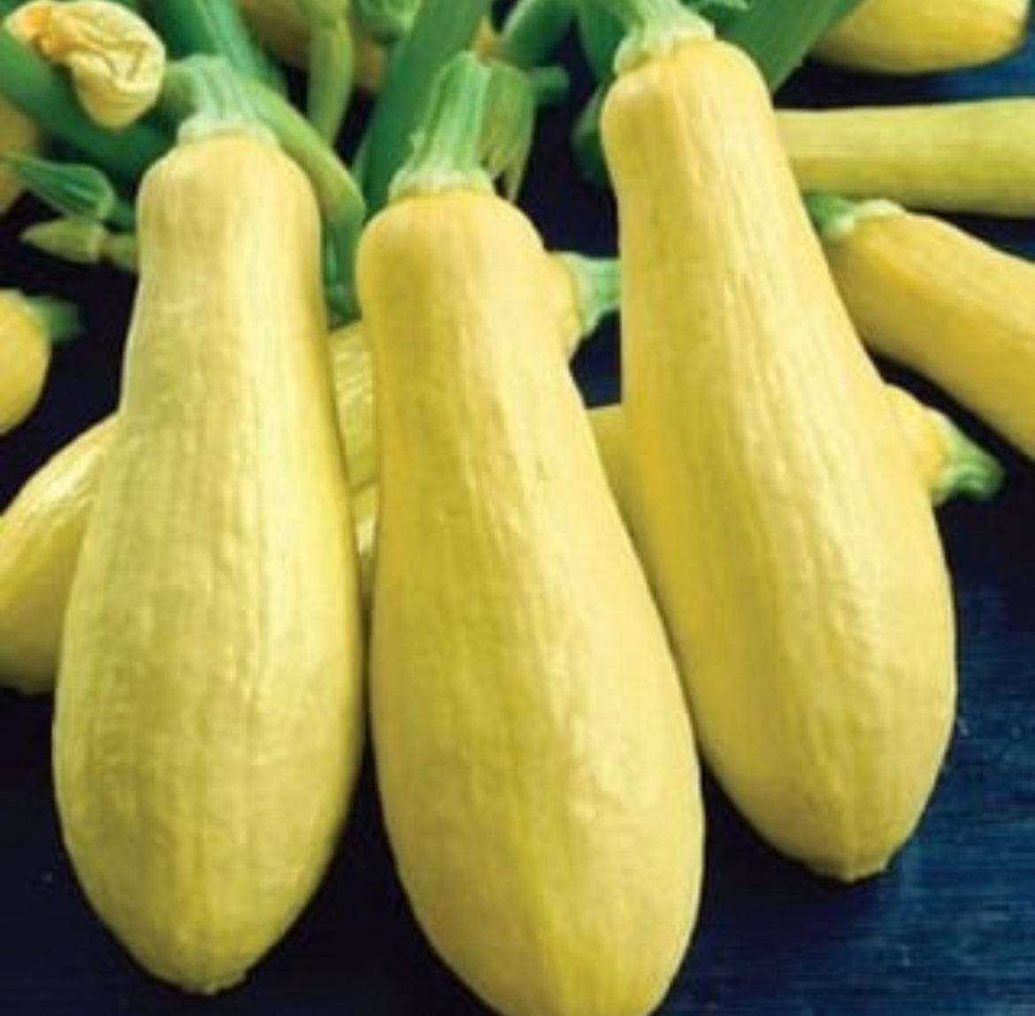 Early Prolific Straightneck Squash Heirloom Seeds