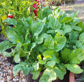Astro Arugula Seeds