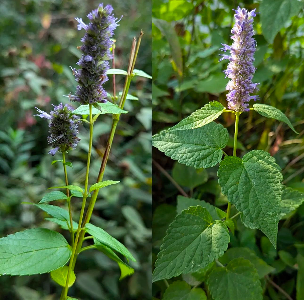 Culinary Hyssop Seeds