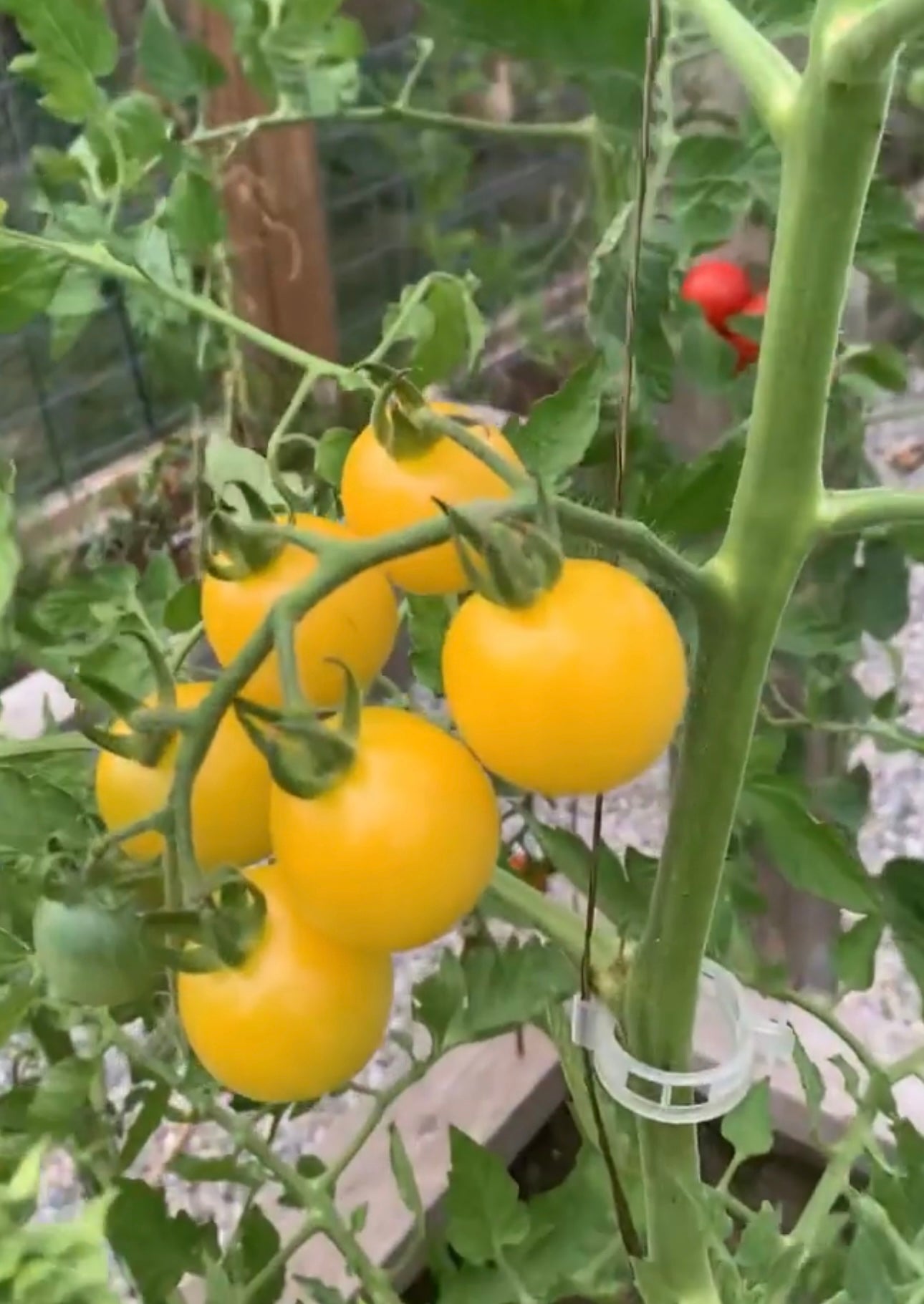 Super Snow White Cherry Tomato Heirloom Seeds