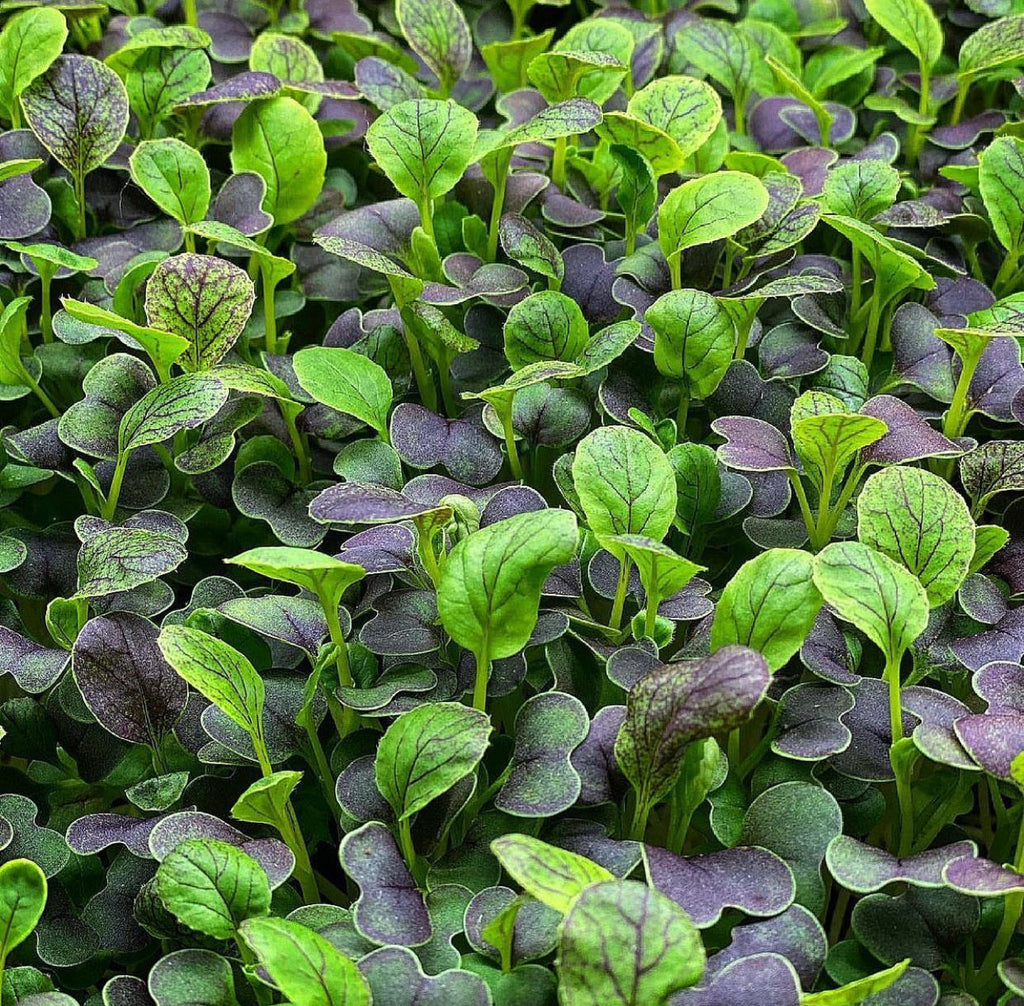 Pak Choi Red Tatsoi Cabbage Seeds