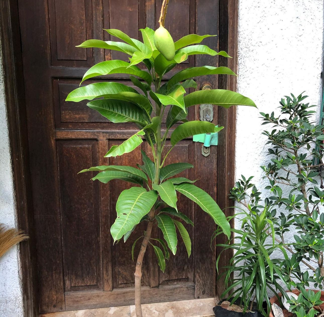 Tommy Atkins Mango Tree (Grafted) – Fast Fruiting