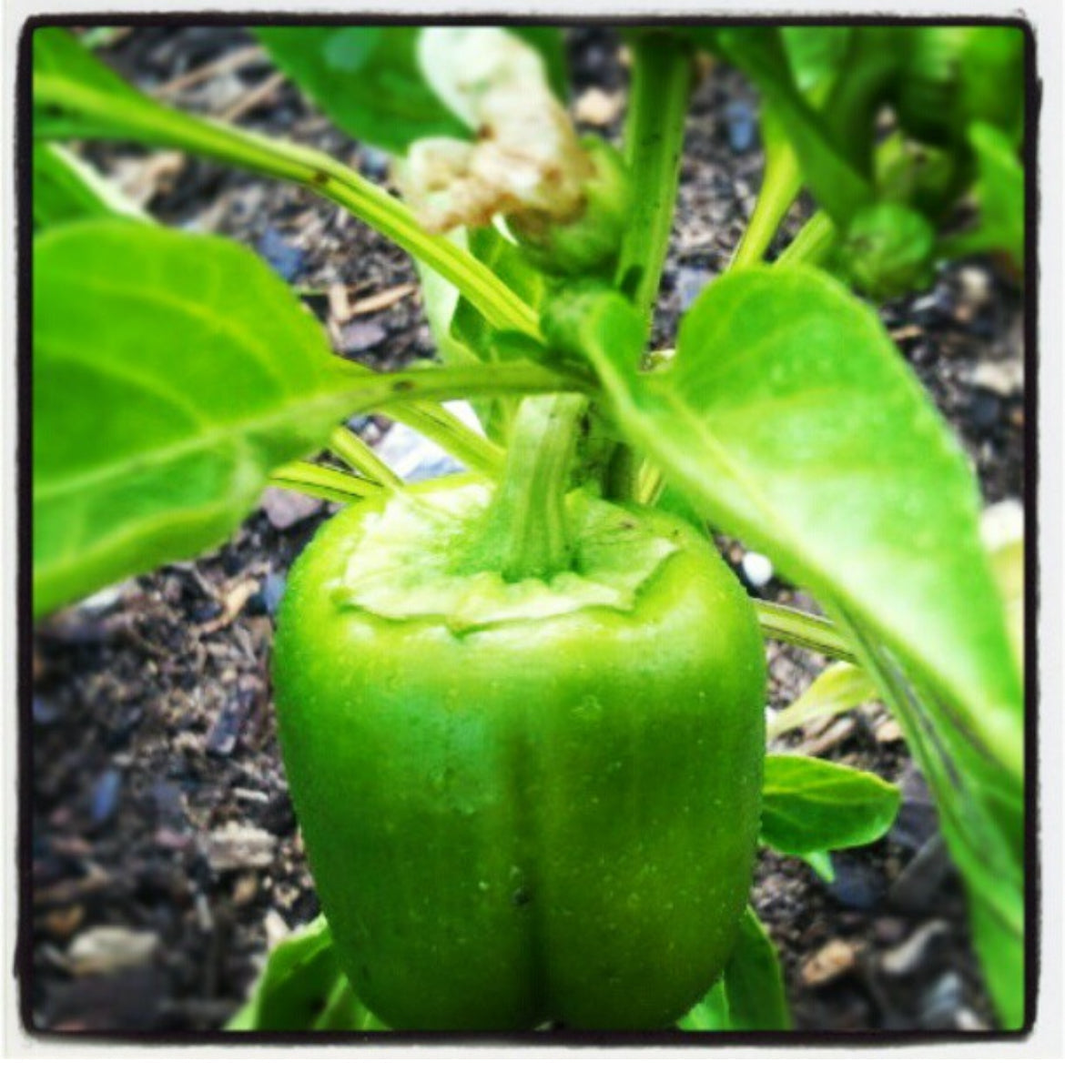California Wonder (Improved) 300 TMR Sweet Bell Pepper Seeds