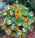 Alaska Nasturtiums Heirloom Seeds