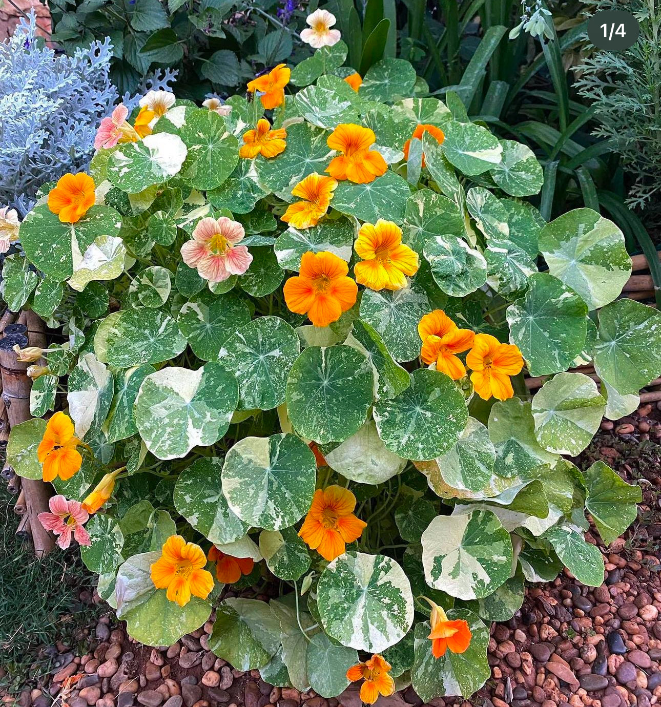 Alaska Nasturtiums Heirloom Seeds