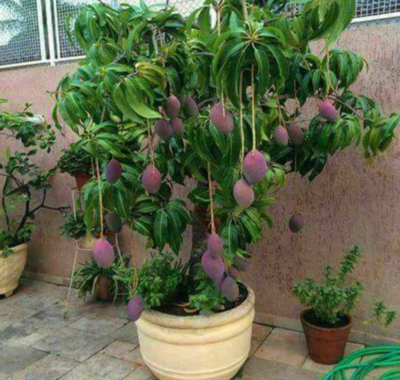 Tommy Atkins Mango Tree (Grafted) – Fast Fruiting
